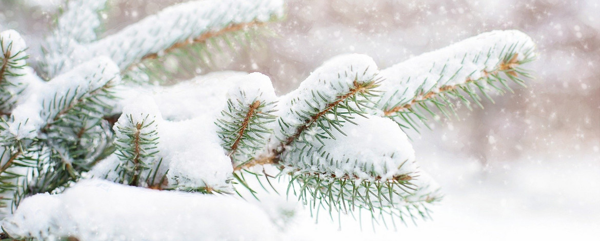 snow in pine tree - 